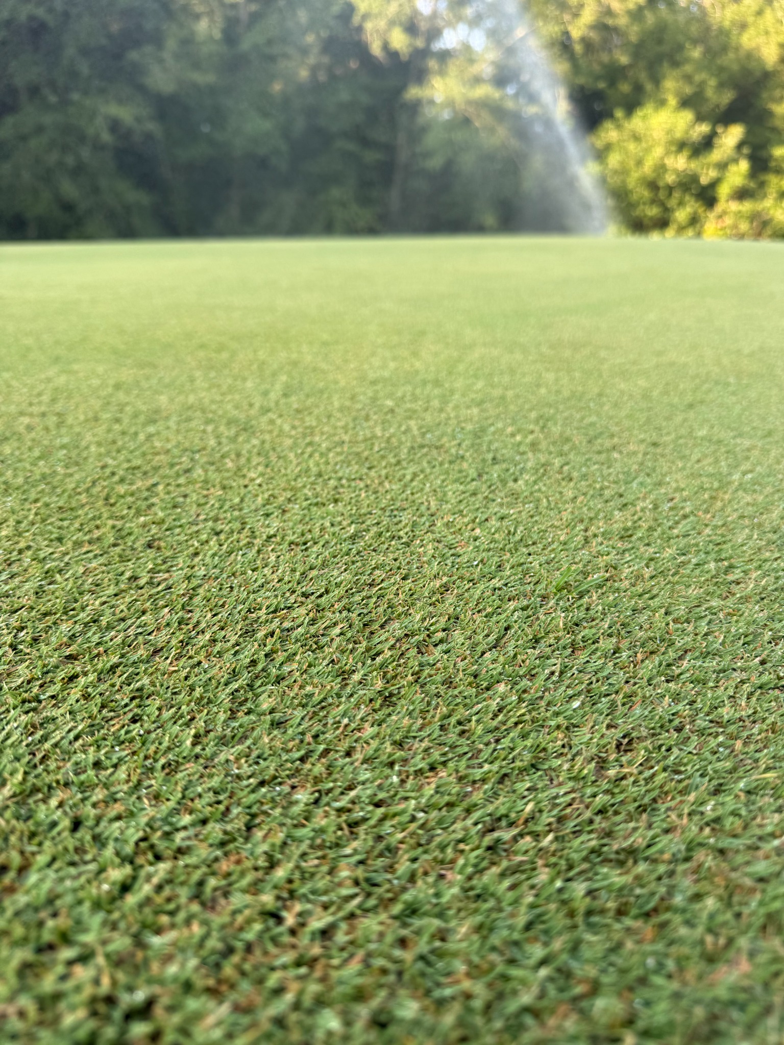Close view of healthy golf green turf under irrigation